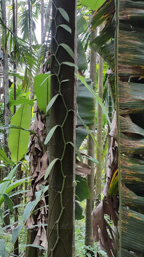 Sahakari Spice Farm - Download Goa Photos